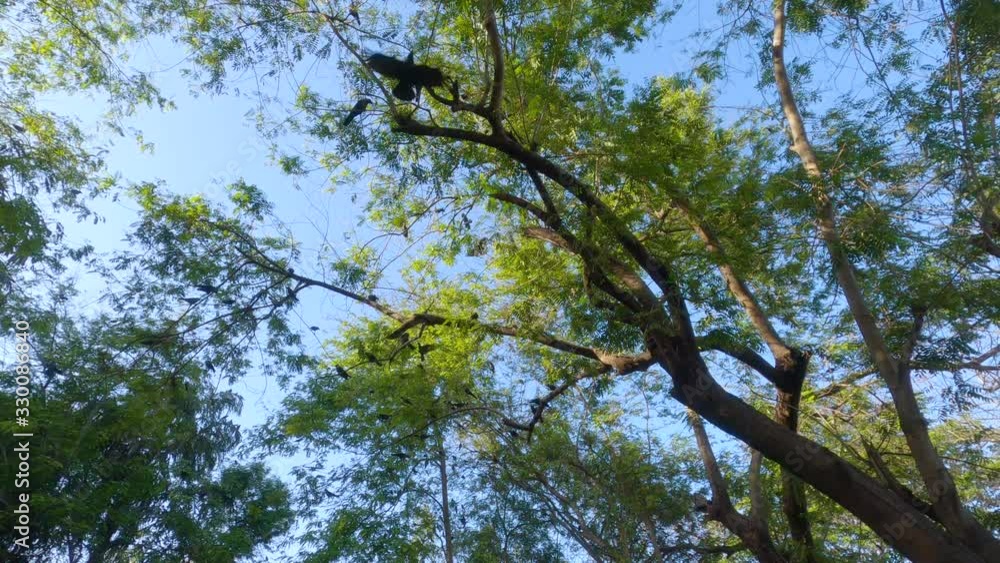 Beautiful tilt up shot of trees in jungle with a lot of crows sitting, making sounds and flying around in the nature