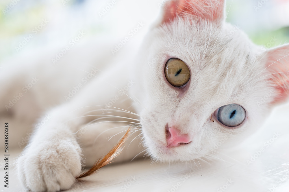 Obraz premium The White Cat Two Eyes Colours Thai Cat