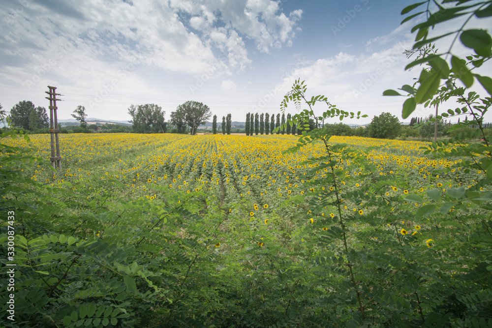 Sunflower field in Buonconvento Tuscany Italy