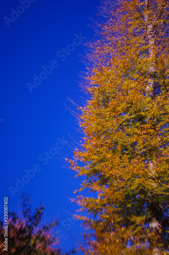 Fototapeta Naklejka Na Ścianę i Meble -  Colorful tree in autumn