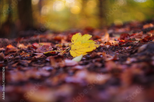 Yellow maple leaf on autumn foliage