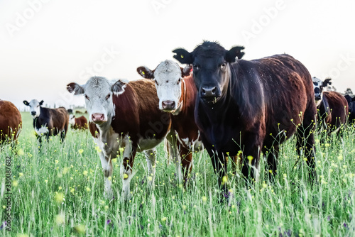 Fototapeta Naklejka Na Ścianę i Meble -  Cattle in Argentine countryside, Pampas, Argentina