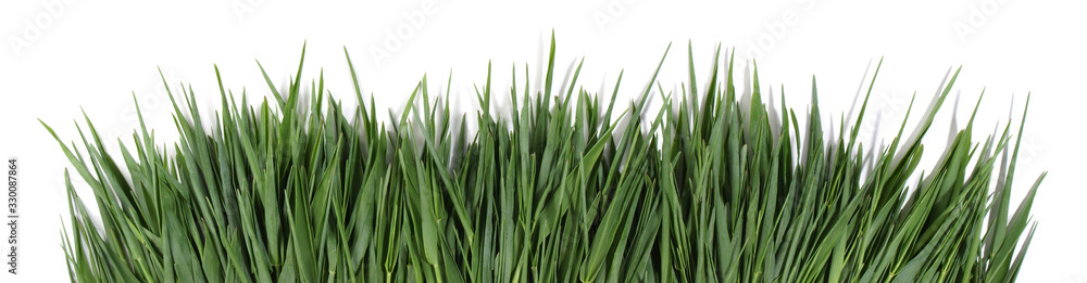 Fresh Wheatgrass Panorama on white Background Fresh Wheatgrass Panorama on white Background