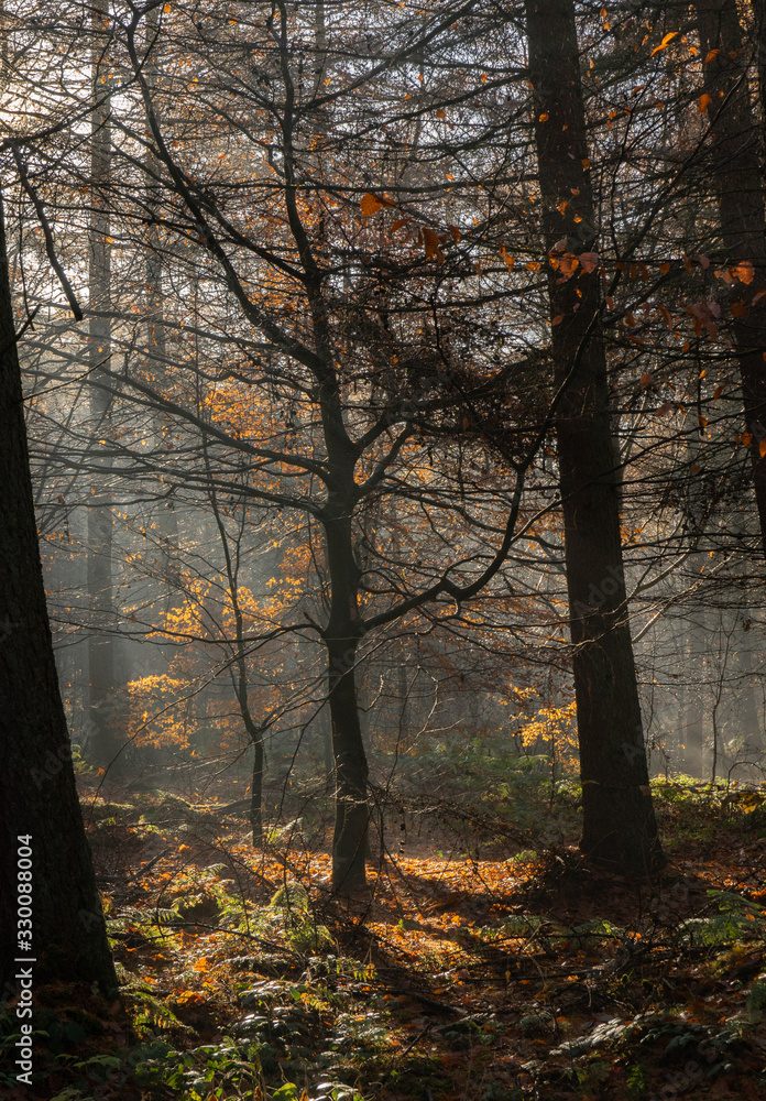 Sunlight through a trees on a misty autumn morning at Miltonrigg, Brampton, Cumbria, UK