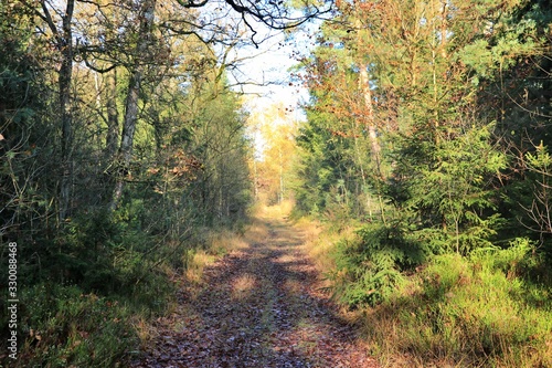 Herbstlicher Wald in der Lüneburger Heide