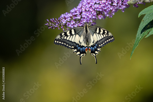 Swallow Tail butterfly feeding on Buddleia flowers