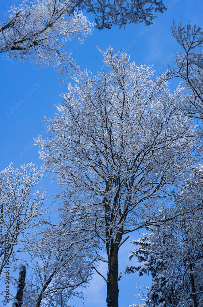 Winter snowy tree in a forest low angle blue sky Winter snowy tree in a forest low angle blue sky