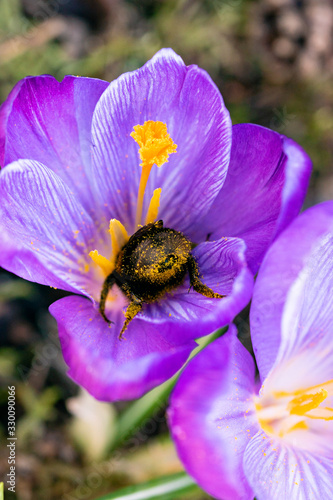 Spring nature awakening with first purple crocus flower and fuzzy bumble bee with pollen on legs and butt diving in the flower with pistils and petals visible, colorful close up