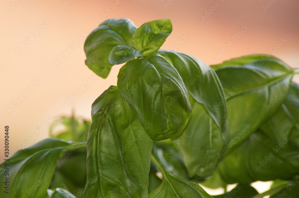 Obraz premium Basilikum Ocimum basilicum Freisteller im Blumentopf