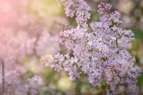 Lilac tree background. Spring branch of blossoming lilac. Spring background. © Iryna  Ustynchenko