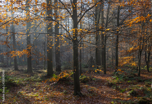 Sunlight through a trees on a misty autumn morning at Miltonrigg, Brampton, Cumbria, UK
