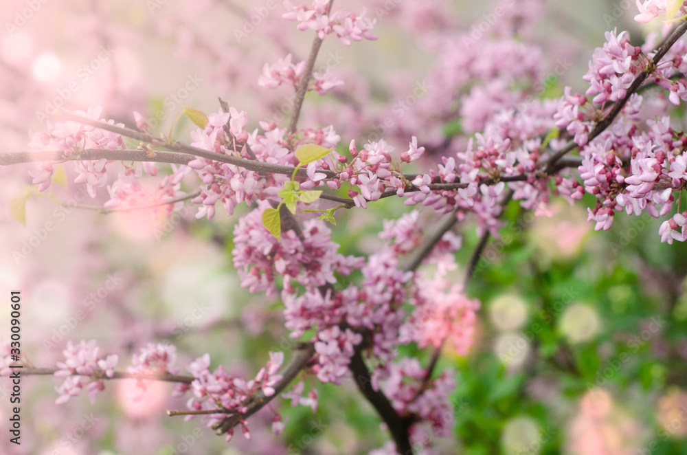 spring blooming tree background. Spring nature background. spring blooming tree background. Spring nature background.