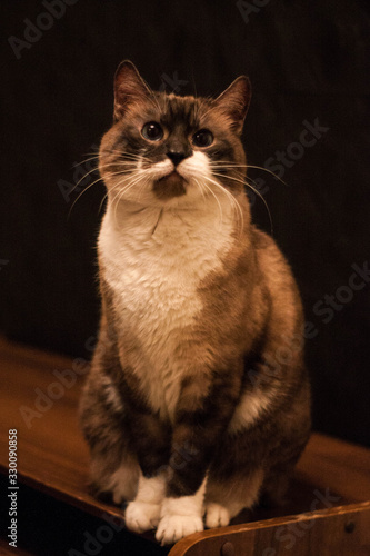 portrait of a cat © юлия Купавцева