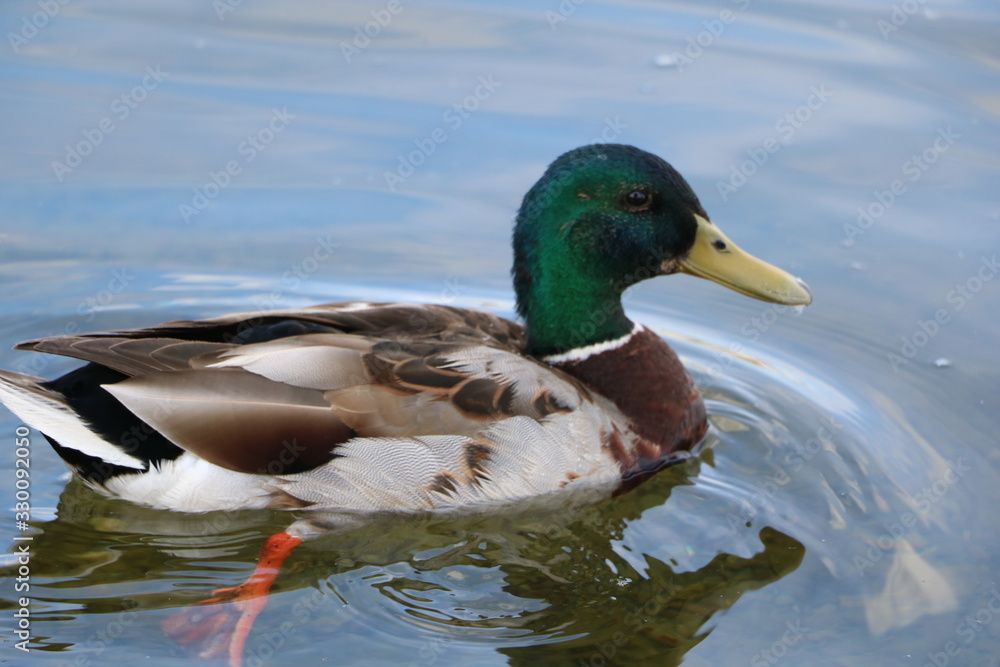 Obraz premium ducks swimming