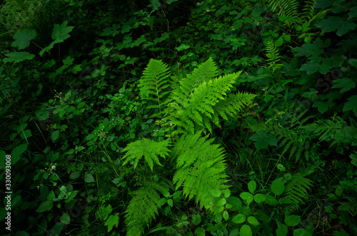 Green bush of fern leaves in the forest overcast day summer