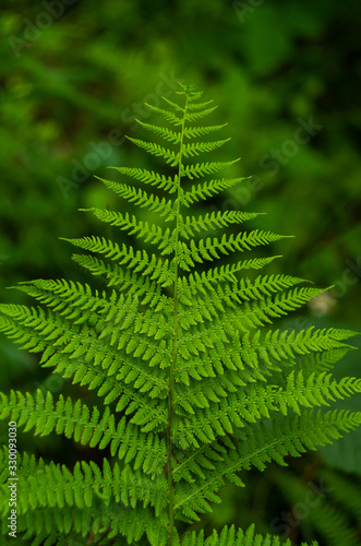 Green fern leaf close up in the forest shallow dept of field