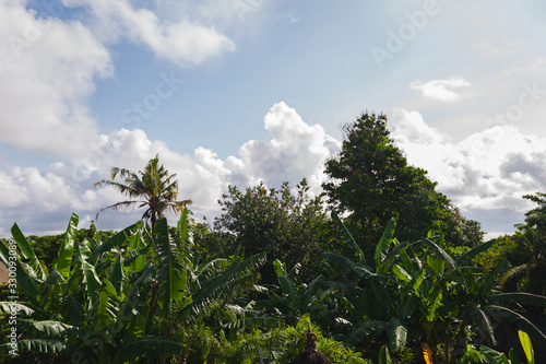 Tropical landscape with views of palm trees, ocean and blue sky.