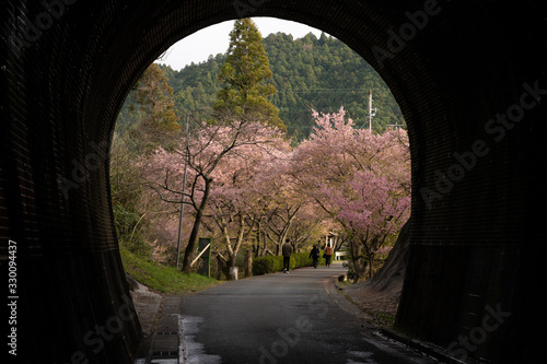 写真素材: トンネルから見える長篠の桜並木