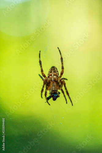 Single forest spider macro close up shot eating a small fly sitting on its web isolated against bright blurry yellow green background