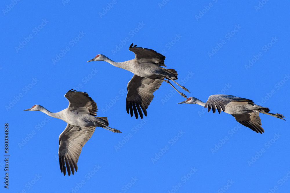 Obraz premium Migrating Greater Sandhill Cranes in Monte Vista, Colorado