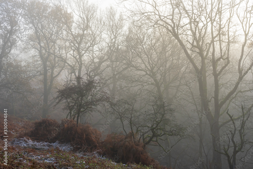 fog in the forest fog in the forest
