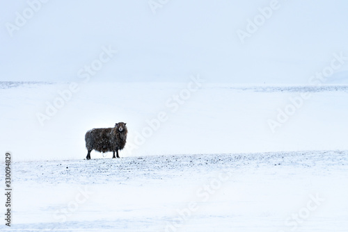 Фотография Lone Icelandic black sheep in bleak wild snowscape with gently falling snow