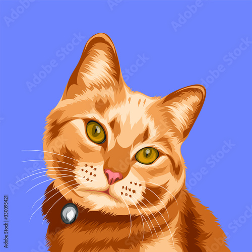 brown orange cat