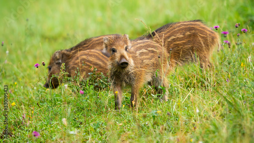 Group of cute wild boar, sus scrofa, piglets with brown stripes on green meadow in spring. Small young animals alone in grass from low angle view. Young mammal babies looking in nature