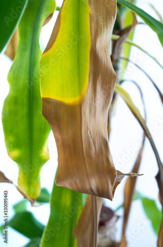 Dying disease house plant draceana marginata green and brown leafs isolated close up against white background photo