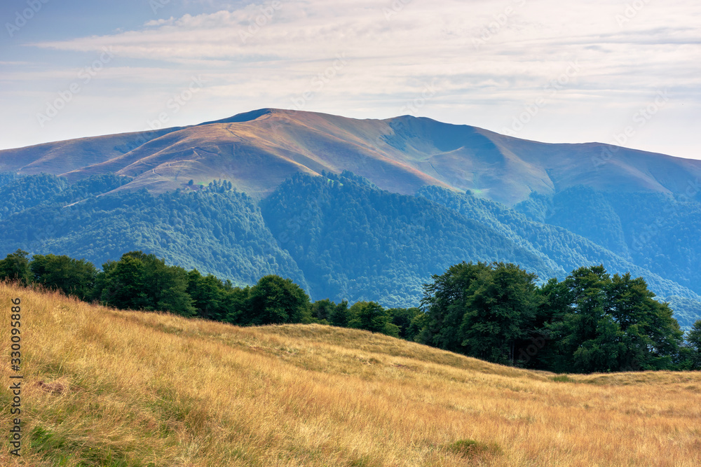 carpathian mountain landscape in summer. weathered grass on the meadow. beech forest on the edge of a hill. mount apetska in the distance. sunny august afternoon with clouds on the sky