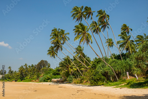 ocean side beach with palm trees and sand
