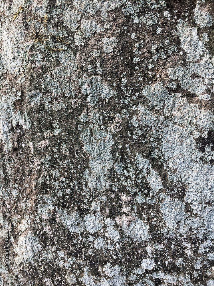 moss moss