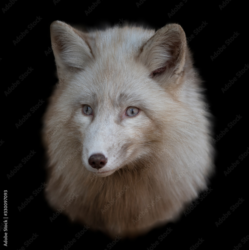 Close-up portrait of a young fox with beige wool and blue eyes