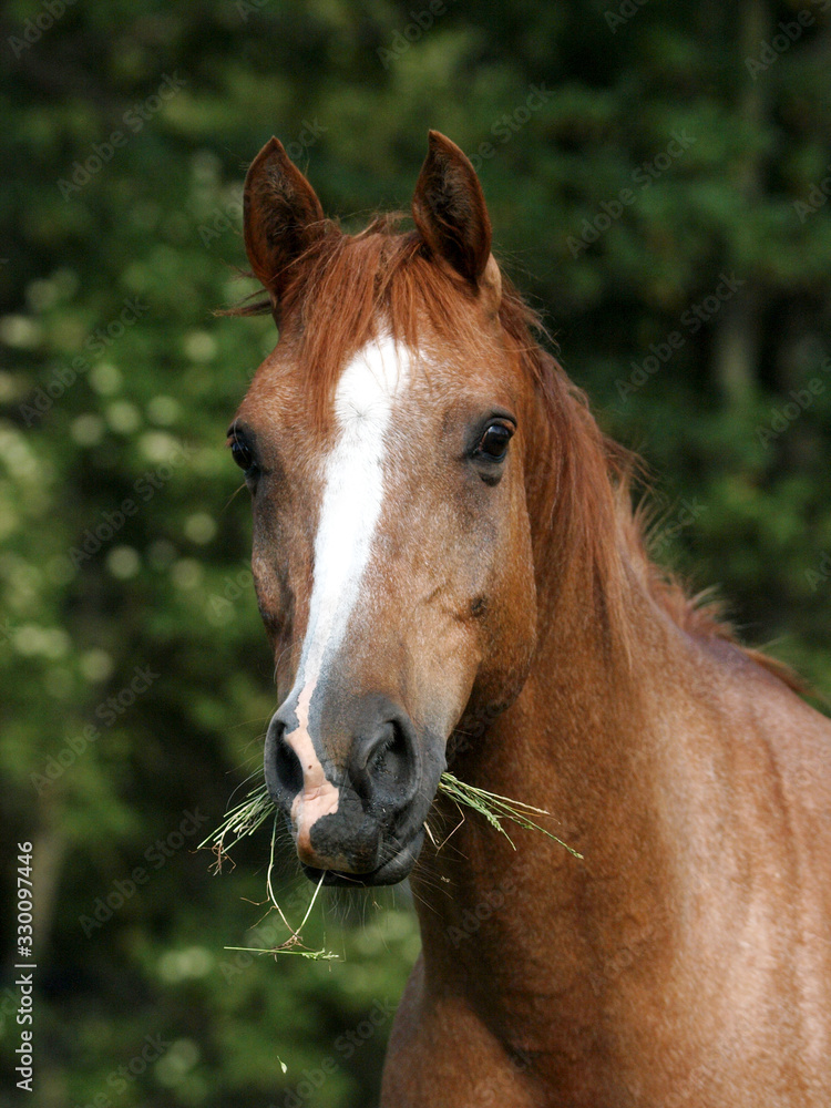 Obraz premium Older Horse Headshot