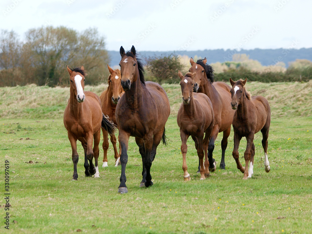 Mares and Foals Mares and Foals