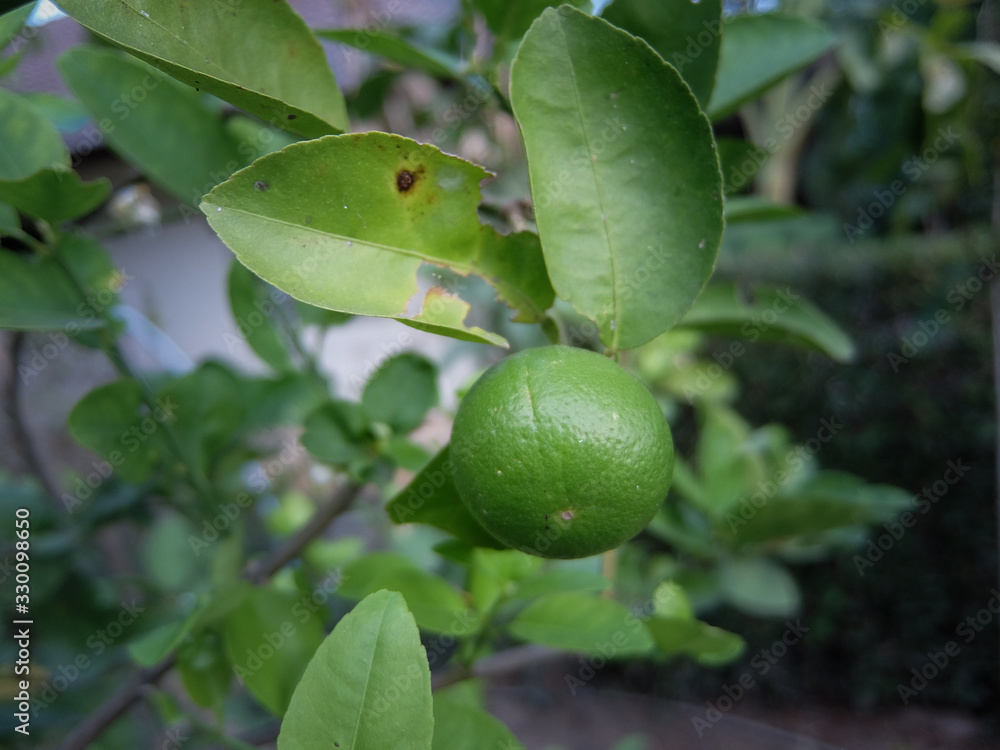 Green lemons on the tree