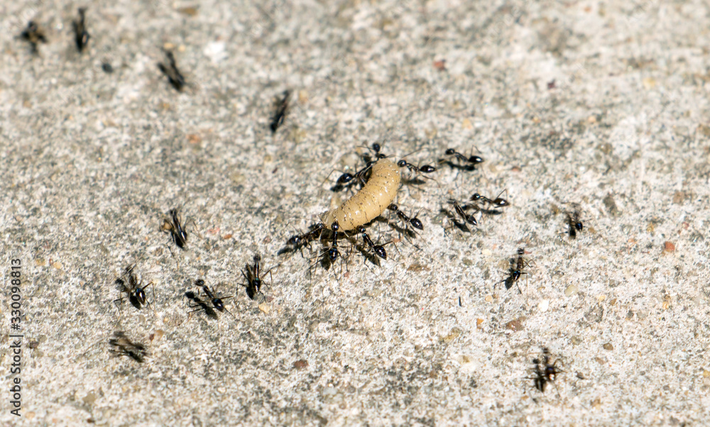Ants hunting a worm. Ants carry a larva. T Ants hunting a worm. Ants carry a larva. T