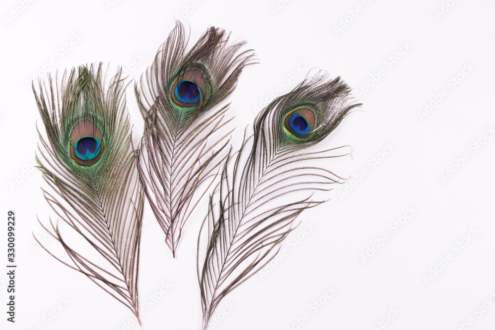 Fototapeta premium Clothing and home decoration concept. Peacock feathers on white background.