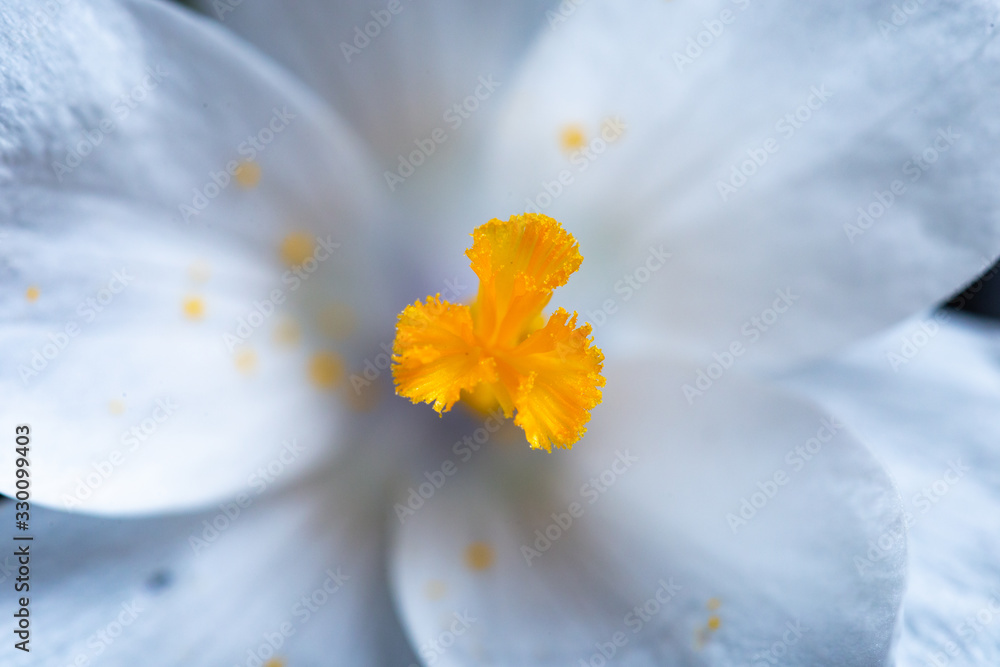 White saffron flower orange stigma close up. Macro shot of an early spring flower. White saffron flower orange stigma close up. Macro shot of an early spring flower.