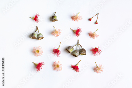 Australian native eucalyptus tree gum nuts and flowering gun nuts in beautiful reds and pinks, photographed from above on a white background. photo