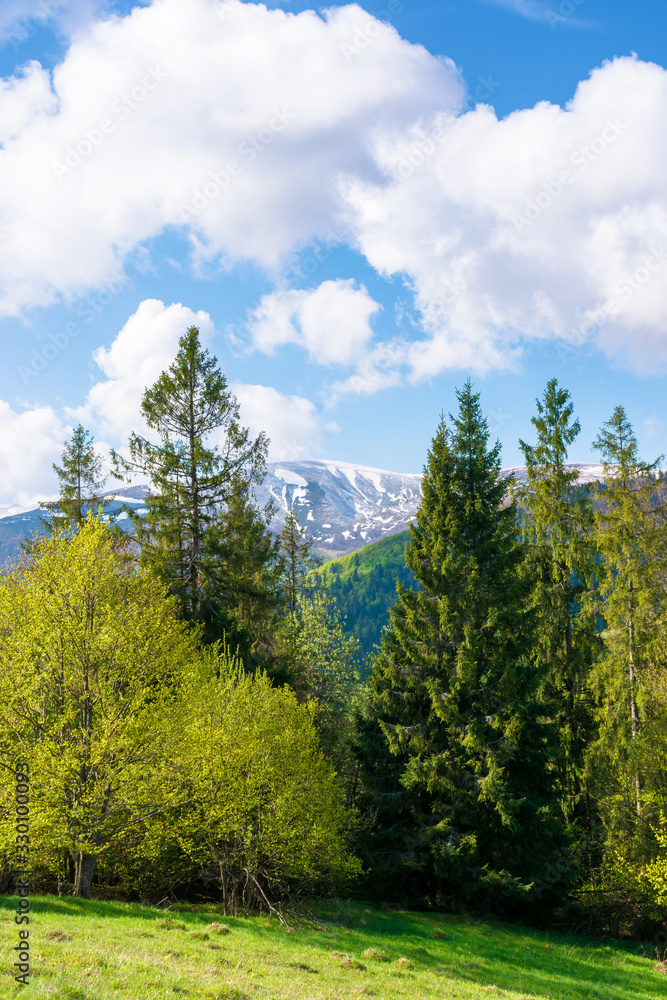 beautiful landscape in springtime. forest on the meadow. mountain ridge beneath a blue sky with fluffy clouds in the distance. warm sunny weather beautiful landscape in springtime. forest on the meadow. mountain ridge beneath a blue sky with fluffy clouds in the distance. warm sunny weather