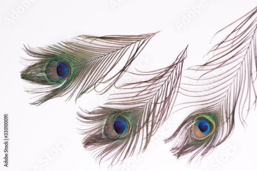 Clothing and home decoration. Peacock feathers on white background.