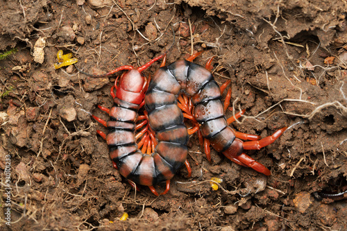 Obraz na płótnie Indian Gaint centipede, Scolopendra hardwickei, Satara, Maharahtra, India