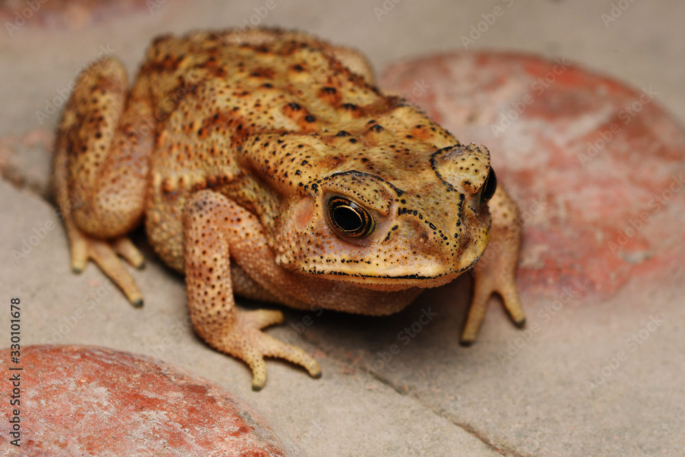 Top angle of Golden eyes of Duttaphrynus melanostrictus, Indian common toad, Distribution , All over India Top angle of Golden eyes of Duttaphrynus melanostrictus, Indian common toad, Distribution , All over India