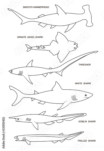 Ocean sharks. Vector black outline image.