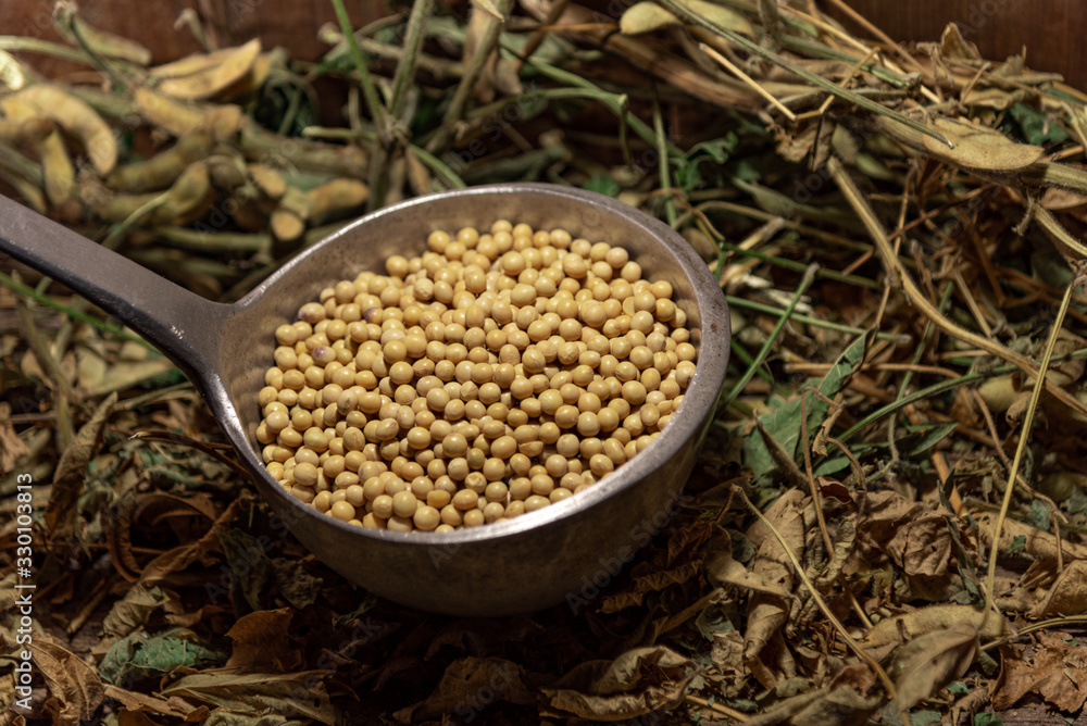 Soy beans in a metal shell on an organic background Soy beans in a metal shell on an organic background