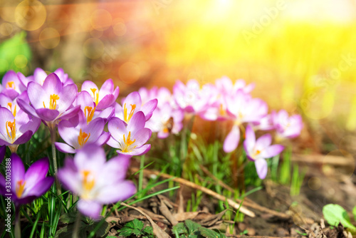 Close-up blooming purple crocus flowers on meadow under sun beams in spring time. Beautiful spring background. Selective focus