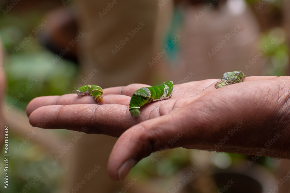 Different species of Butterflies on plants.