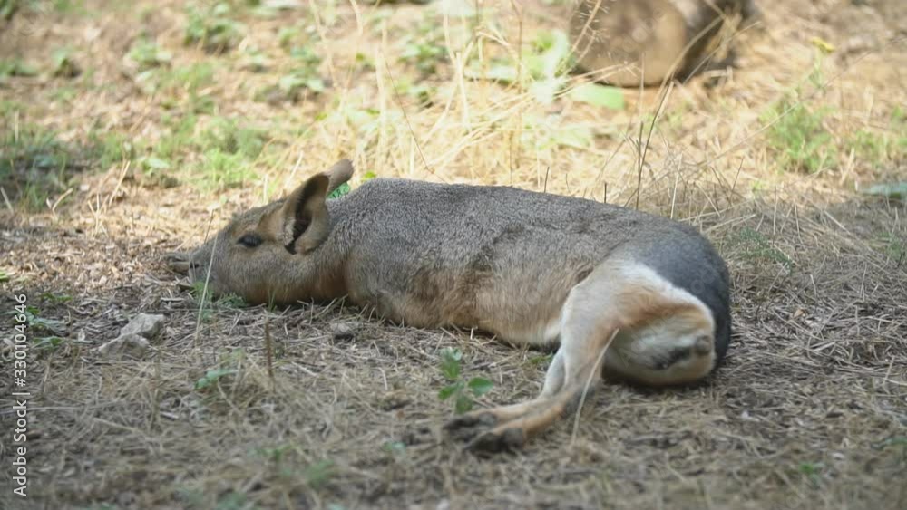 Piggy animal lies Piggy animal lies