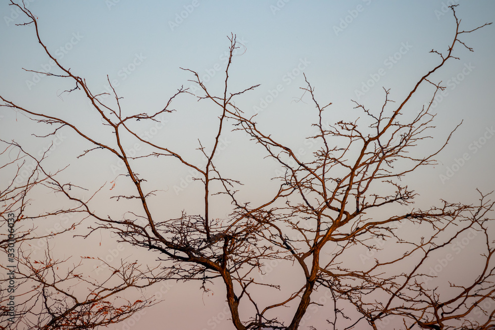 Tree Branches and the sky